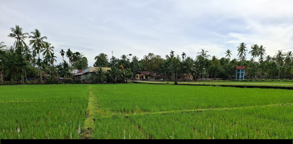 Lahan Sawah Sumber Utama Ekonomi Masyarakat
